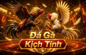 Sảnh đá gà barrystoneham